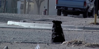在阿根廷Jujuy省的Tilcara，一只黑狗坐在一条肮脏的街道上。