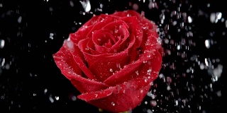 雨中浇灌的红玫瑰花，慢动作1000fps，黑色背景