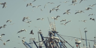 在摩洛哥的Essaouira，一群海鸥在船港和码头周围飞翔
