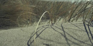 在俄勒冈海岸，风吹起的沙子在草之间形成了沙丘