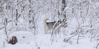 冬天的西伯利亚哈士奇。