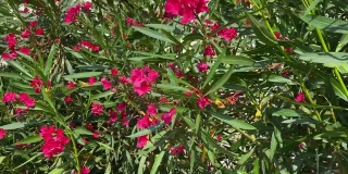粉红色夹竹桃杜鹃花在夏季开花。地中海沿岸热带花园中美丽明亮的夹竹桃灌木。