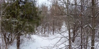 林间小路，鸟瞰白雪