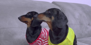 两只可爱的腊肠犬穿着色彩鲜艳的t恤，坐在沙发上专心地看着主人，等着吃饭或散步