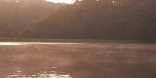 阳光照耀松林与雾在早上在庞荣，湄洪森，泰国