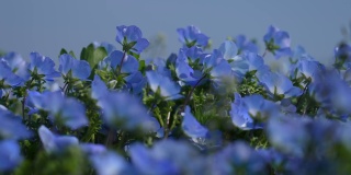 Nemophila。小蓝花。