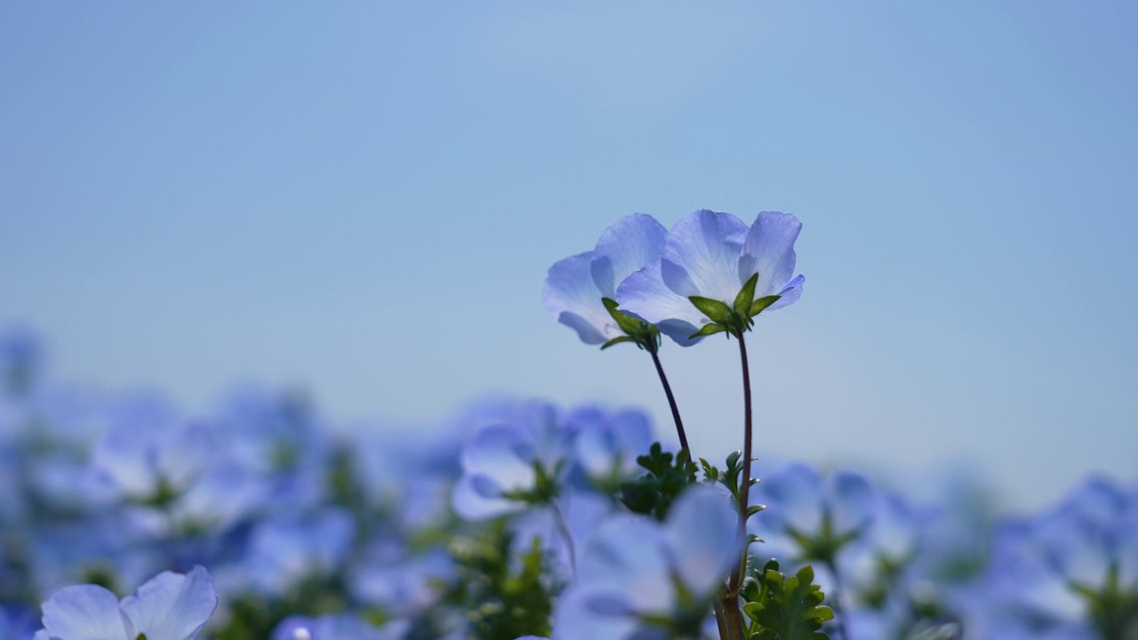 Nemophila。小蓝花。