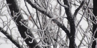 冰雪覆盖的冬天，树木被冻住了。雪天里，白雪皑皑，覆盖着黑黝黝的树枝。北美地区天气恶劣。自然背景画面。