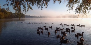 秋天的早晨，家鹅和鸭子在池塘上漂浮