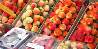 水果当地市场。熟的和未熟的草莓都装在纸箱里出售