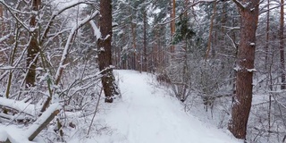 在降雪期间的冬季松树和落叶林的部分