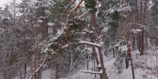 在小雪期间，前景上有松枝的冬季森林