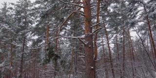 冬季森林在小雪与老松树的前景