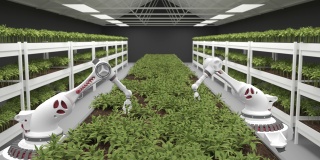 现代有机农场与机械臂-三维渲染。种植未来的蔬菜。