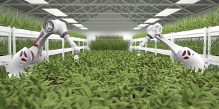 采用先进的机器人进行托盘种植，实现自动化种植过程。未来的健康饮食。农业产业