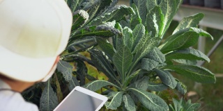 亚洲的有机农民拥有一个蔬菜农场，他们用一片药片来监测温度控制，并记录农场的叶子生长质量。小企业创业理念。
