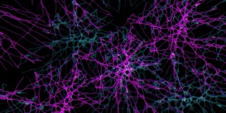 神经质的连接。神经元之间详细的三维连接，也可能是外星人。
