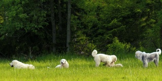一群爱玩的纯种狗在一起玩耍。看守羊群的牧羊犬。金毛寻回犬，泰特拉牧羊犬，古英格兰牧羊犬，边境牧羊犬。