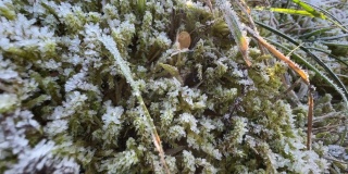 苔藓和草地上的霜