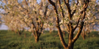 风景如画的观赏花园，在傍晚的灯光下盛开的樱桃树。