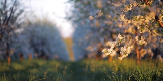 在一个阳光明媚的日子里，盛开着繁茂的樱桃树的观赏花园。