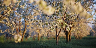 在一个阳光明媚的日子里，盛开着繁茂的樱桃树的观赏花园。