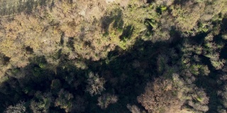 鸟瞰图的森林-视频库存