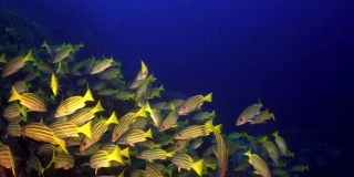 在印度安达曼海群岛美妙的海底，一群鲷鱼。