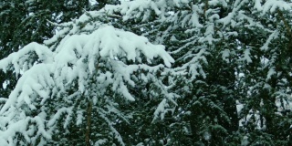 树枝上挂满了雪stock视频