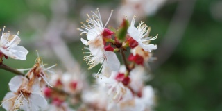 春季樱花枝生长白色。美丽的花朵盛开的樱桃树