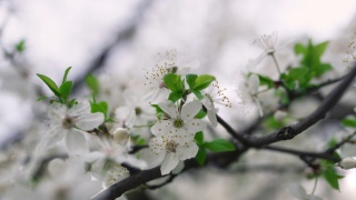 樱花花宏。近距离拍摄花园中盛开的春花。樱桃树视频素材模板下载