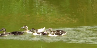 河边的野鸭(moschata Cairina)。