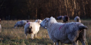 绵羊粪便在崎岖的乡村景观