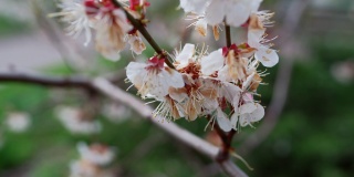 春天的樱桃枝在阳光明媚的天气里旋转。开花的白樱桃树
