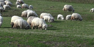 羊到牧场位于平原的绿色草地上