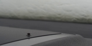 雨水顺着汽车的侧窗流下来，那是蒸汽。一只苍蝇坐在仪表盘上