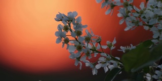 鸟樱桃树，在一个美丽的春天的傍晚，在温暖的日落中盛开的番荔枝