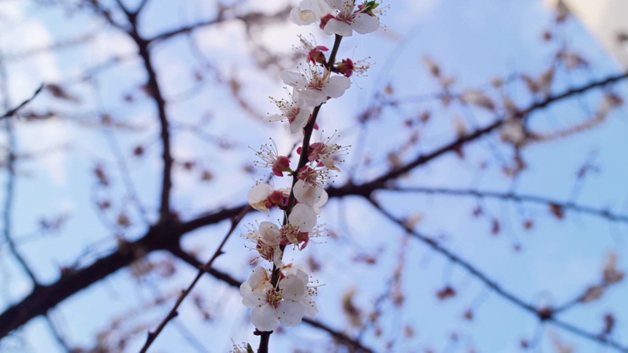 春天的樱花枝在春天的果园里旋转。白树枝开花