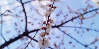 春天的樱花枝在春天的果园里旋转。白树枝开花