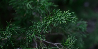 青翠翠枝随风摇曳的装饰针叶植物。常绿树叶