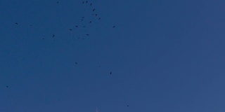 蓝天下，一群鸟儿在一棵光秃秃的树上盘旋