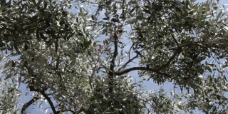 从田野中间的果园里，橄榄枝上挂满了未成熟的绿色果实