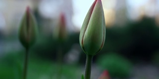 初春，绿色的郁金香盛开。春天花园的寒冷天气。