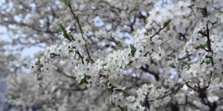 低处的樱桃树枝。白花在寒风中摇曳。