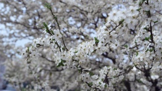 低处的樱桃树枝。白花在寒风中摇曳。视频素材模板下载