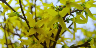 大灌木的小黄花随风在美丽的花园里摇曳。