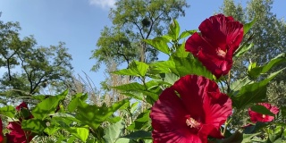 红色的芙蓉花美丽的观赏花园热带植物对蓝色阳光明媚的天空。鲜红的玫瑰锦葵花瓣在绿色的叶子在夏天的花园。