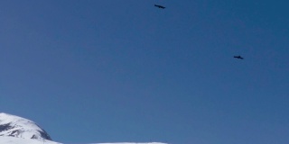 白雪皑皑的深山之上，蓝天上黑乌鸦在飞翔