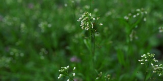 小白花生长在绿色的花园里的草。公园里天气寒冷。