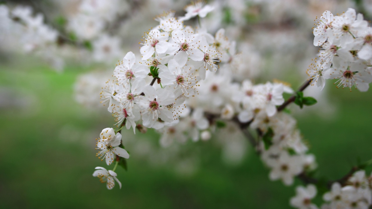 白色的樱花树在春天的花园里开花。盛开的樱花